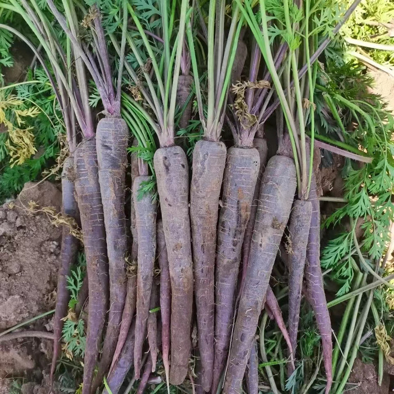 瀚牧云尘 甘肃永昌紫色胡萝卜 富含花青素 榨汁烹饪 怎么吃都有营养  国内包邮