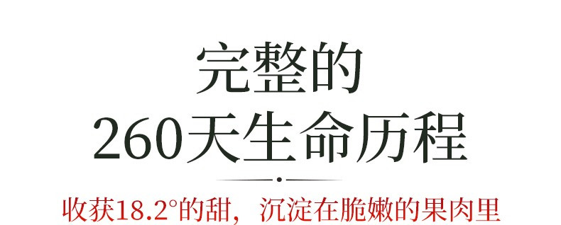 瓦豆 陕西洛川红富士苹果脆甜多汁时令新鲜孕妇水果生鲜苹果整箱