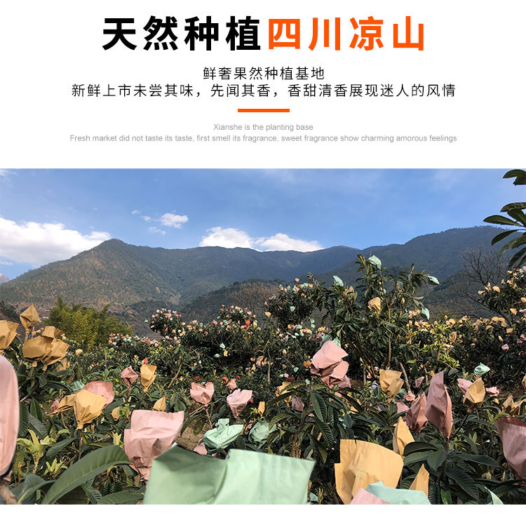 顺丰现货大凉山高山当季新鲜甜枇杷水果现摘琵琶五星枇杷