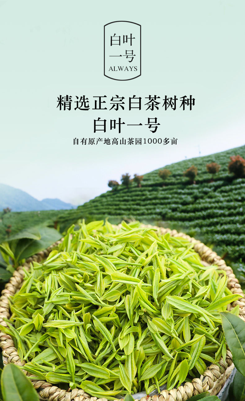 田道谷  新茶安吉珍稀白茶高山春茶绿茶鲜爽特级茶叶250g
