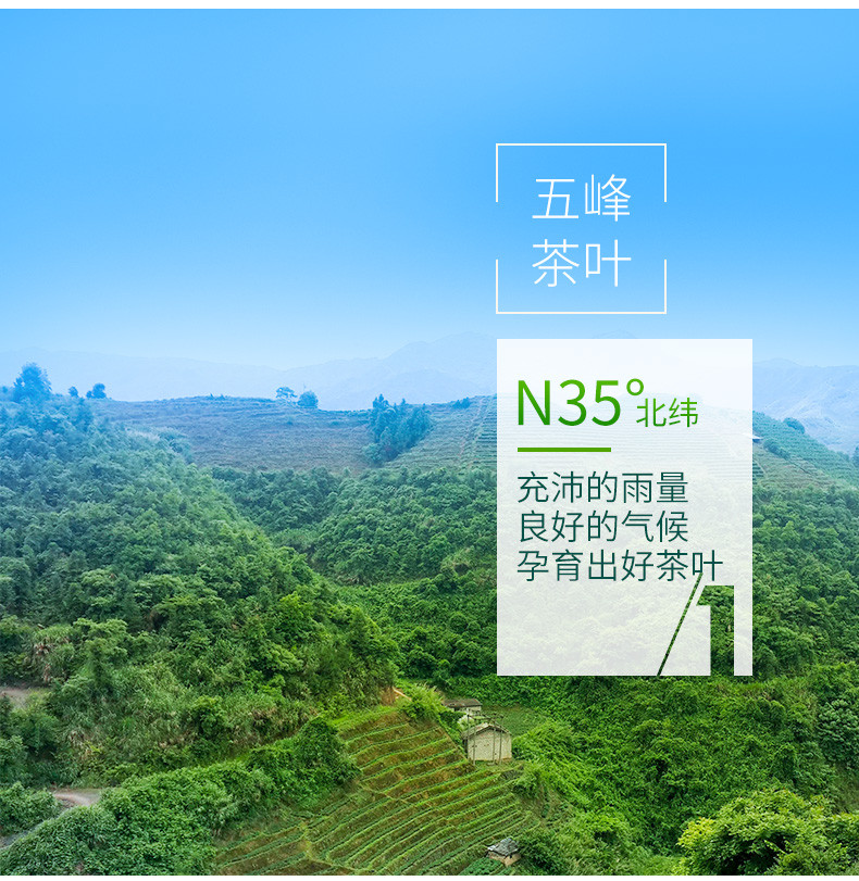 夷茗 2024年春茶五峰绿茶湖北高山农家茶叶口粮茶·霜品