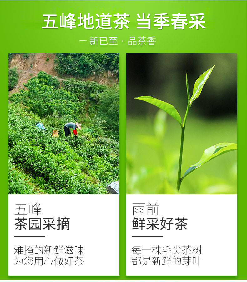 夷茗 2024年春茶五峰绿茶湖北高山农家茶叶口粮茶·霜品