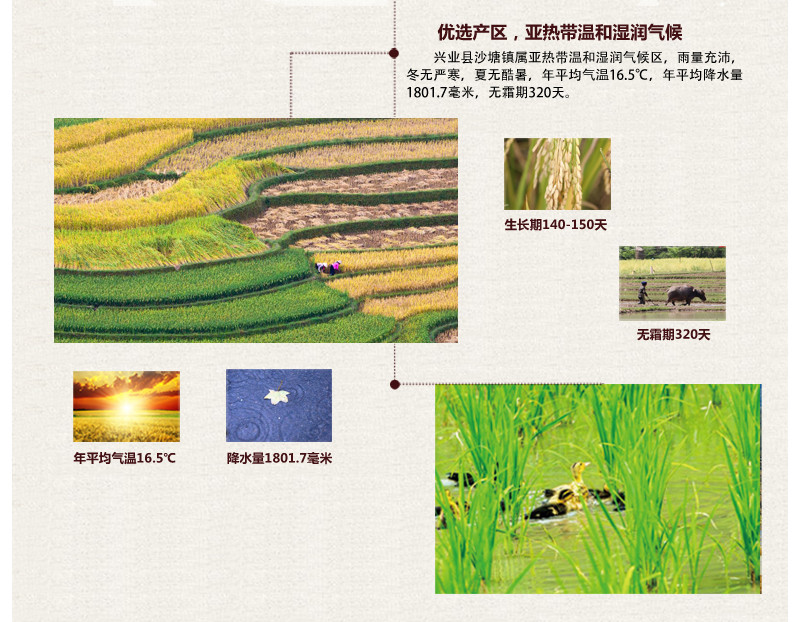 邮政农品 正宗玉林兴业沙塘聚丰米