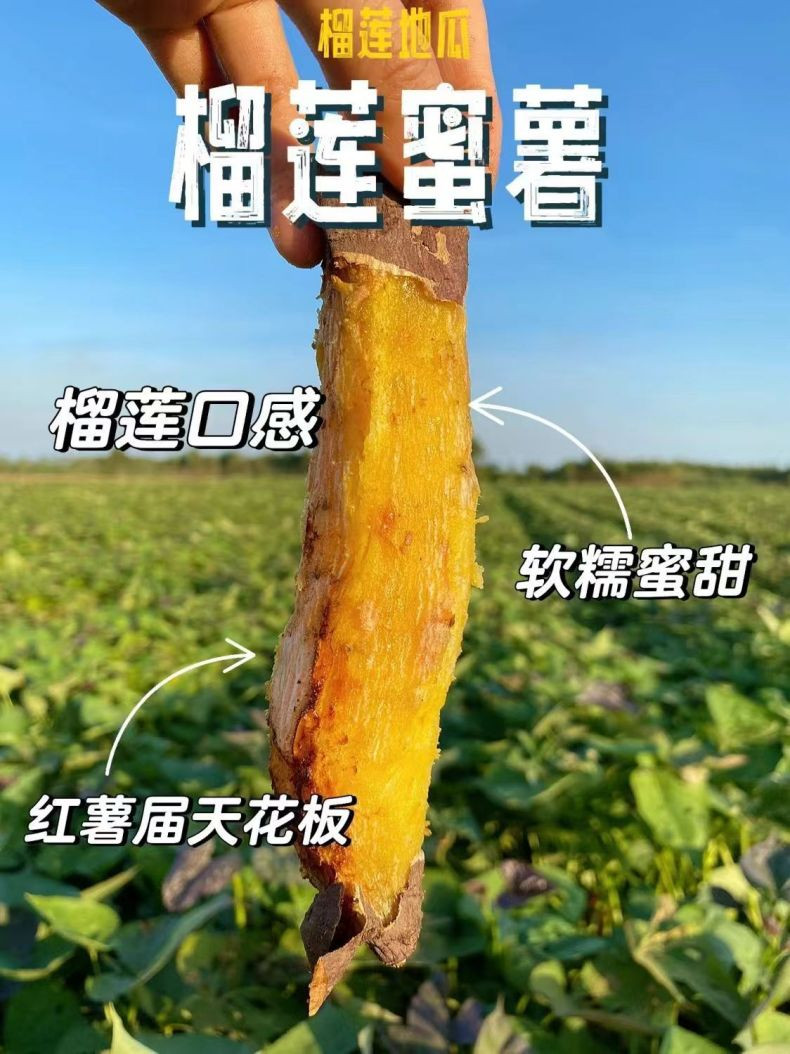 农家自产 山东邮政年货节·新泰邮政助农 新鲜榴莲蜜薯4.5-5斤