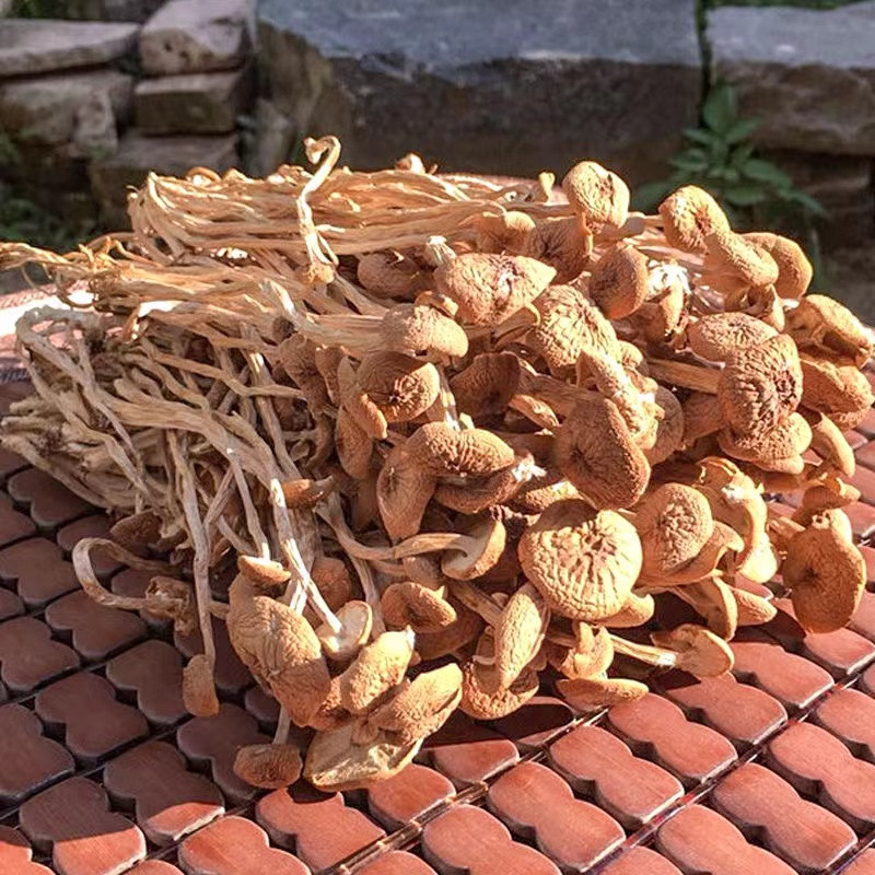 农家自产 陕南茶树菇