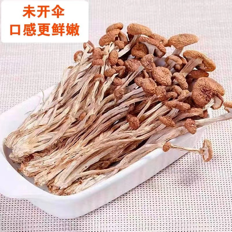 农家自产 陕南茶树菇