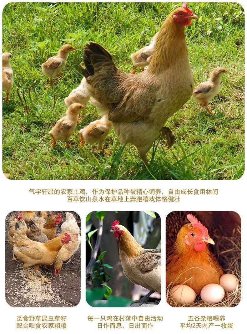 农家自产 土鸡蛋20枚【精品小蛋】