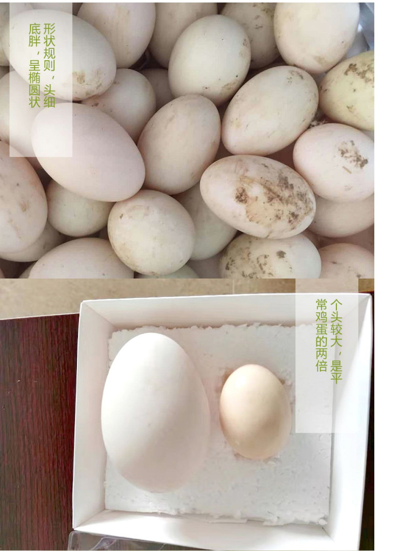 农家自产 新鲜生鸭蛋农家散养土鸭蛋生态笨鸭蛋约60g/枚