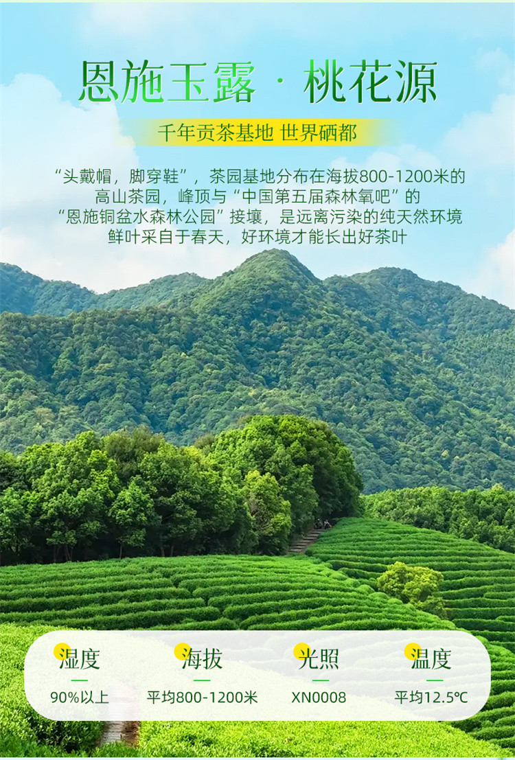 茶马世家 2024早春蒸青绿茶特级罐装70g