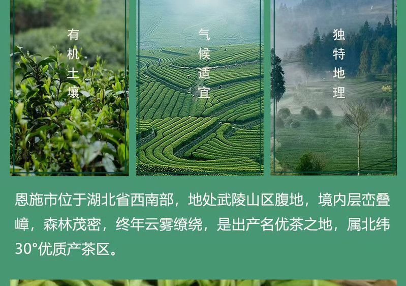 山水人家 （中邮甄优）2024玉露绿茶（实惠装250g）