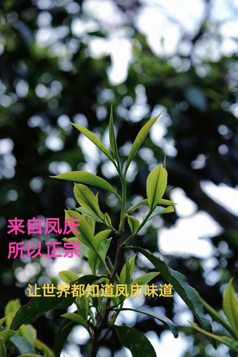 《水沐茶业》云南经典滇红凤庆蜜香滇红茶100克