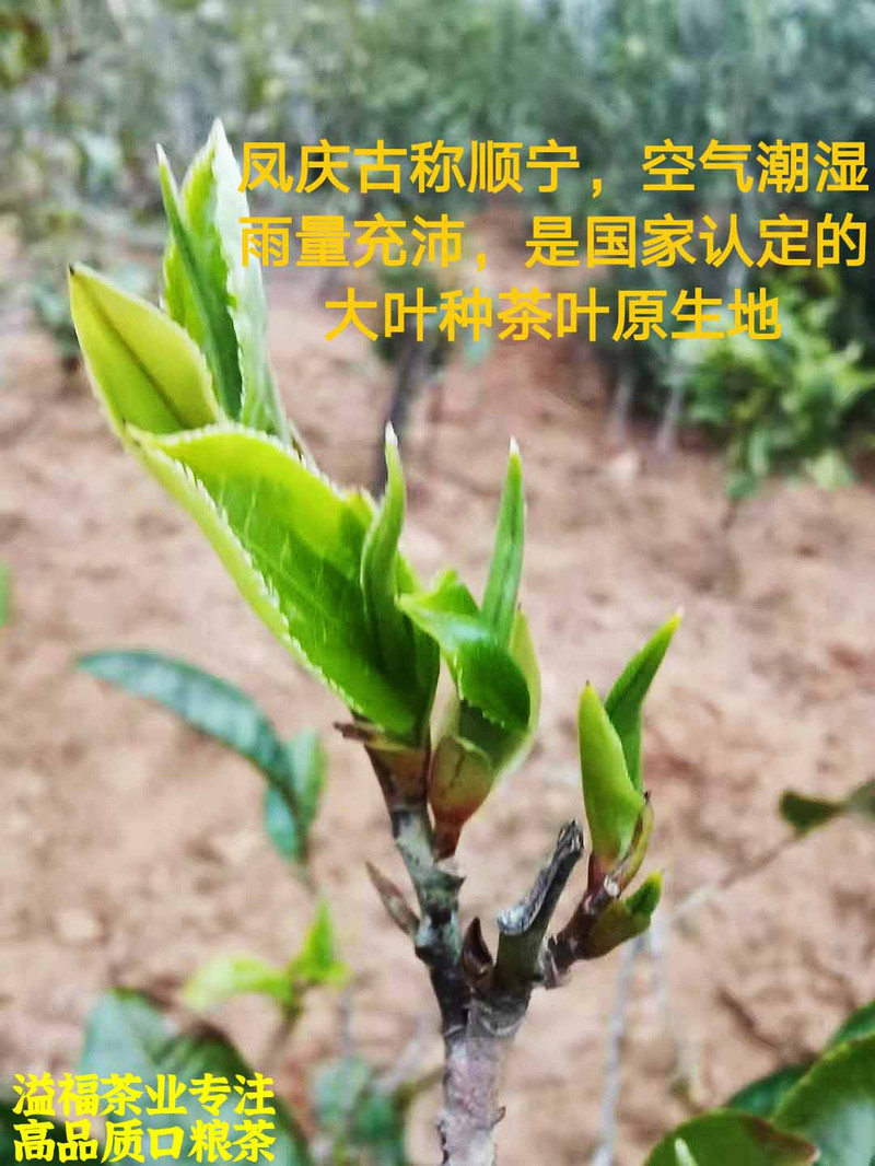 《水沐茶业》云南经典滇红凤庆蜜香滇红茶100克