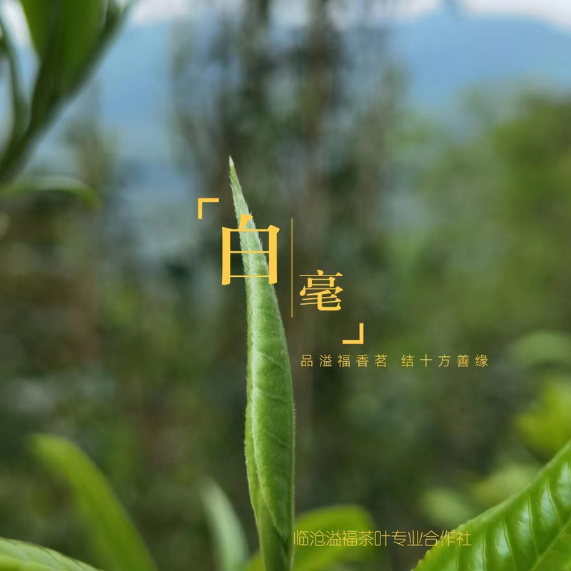 《水沐茶业》云南白茶特级白毫银针明前头采单芽 60克