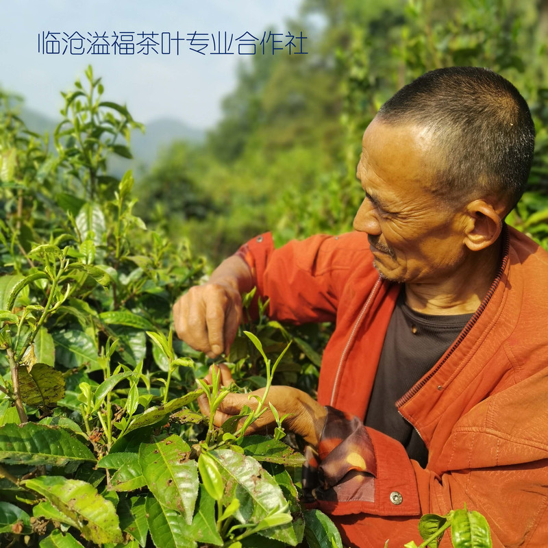 《水沐茶业》云南白茶特级白毫银针明前头采单芽 60克