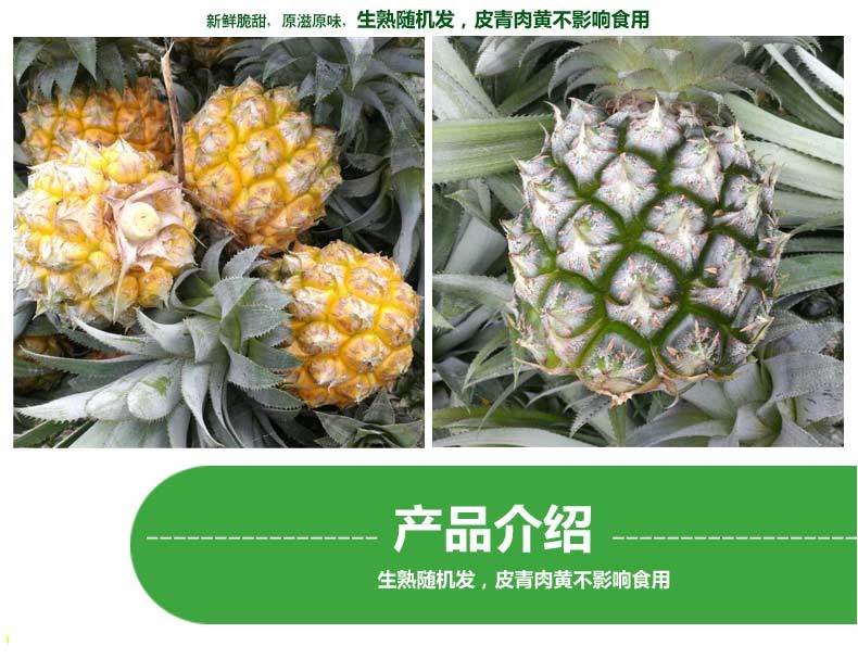 【10斤】徐闻香水小菠萝8斤/5斤试吃2斤非去皮小菠萝