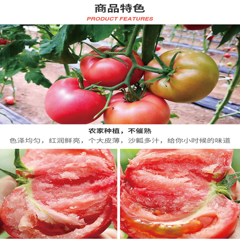 解府 海阳普罗旺斯西红柿2.25kg 新鲜采摘