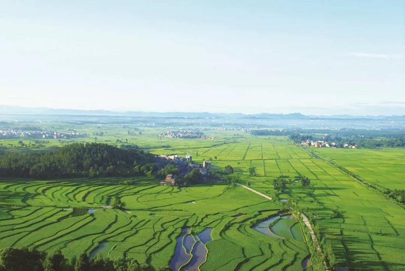 丰颖 泰和泰川香米