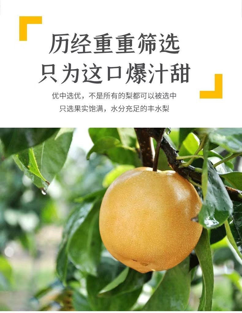 梨兜兜 【山东邮政年货节】-山东好品-冠县丰水梨净重4.5斤