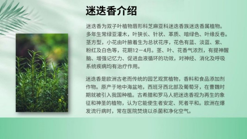 绿原圣 迷迭香植物洗手液