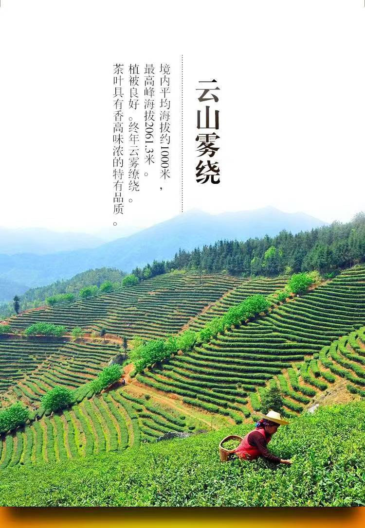 赣南五指峰 上犹五指峰 高山毛尖清明茶（50g*2）