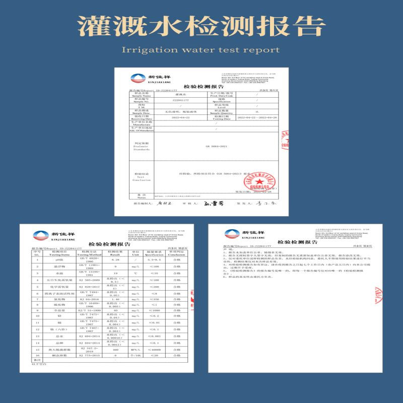 赣南五指峰 上犹五指峰 云片（200g礼盒装）