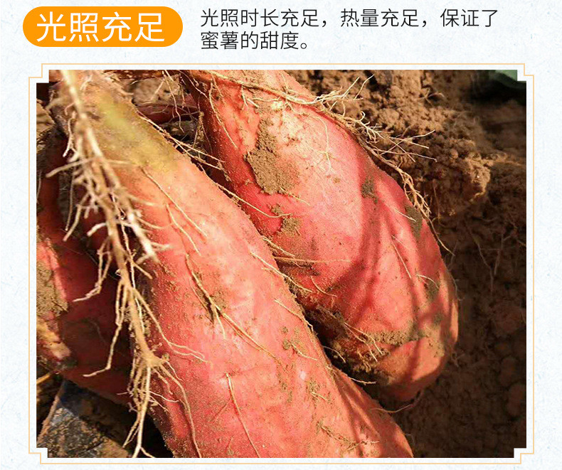 粤迎 【领劵减5元】山东烟薯烤地瓜新鲜杂粮蔬菜番薯蜜薯红薯