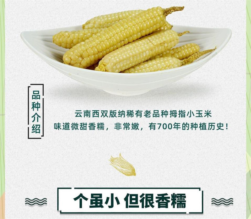 农家自产 西双版纳拇指小玉米新鲜糯玉米蔬菜健康轻食玉米