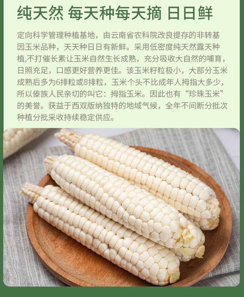 农家自产 西双版纳拇指小玉米新鲜糯玉米蔬菜健康轻食玉米