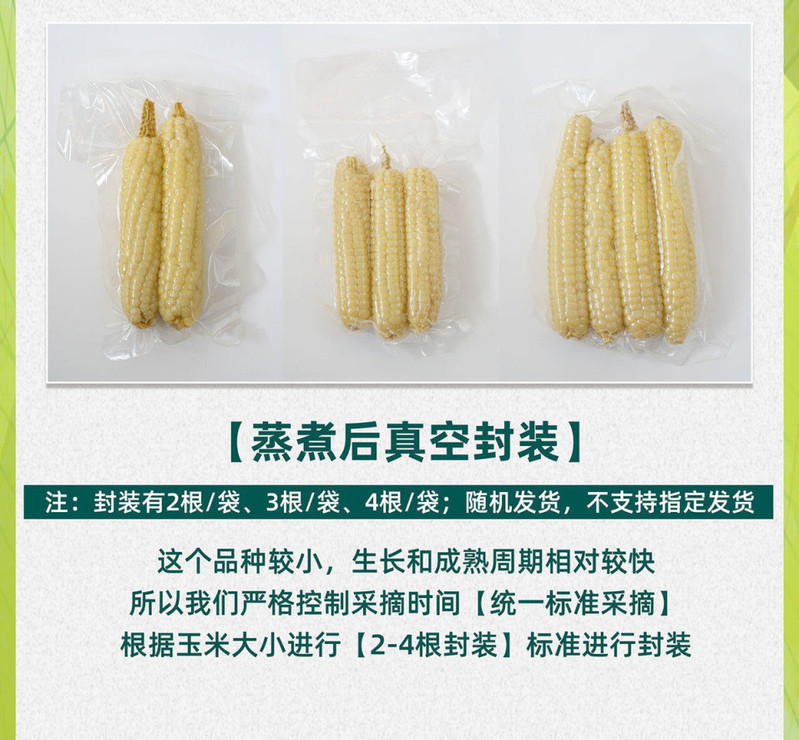 农家自产 西双版纳拇指小玉米新鲜糯玉米蔬菜健康轻食玉米