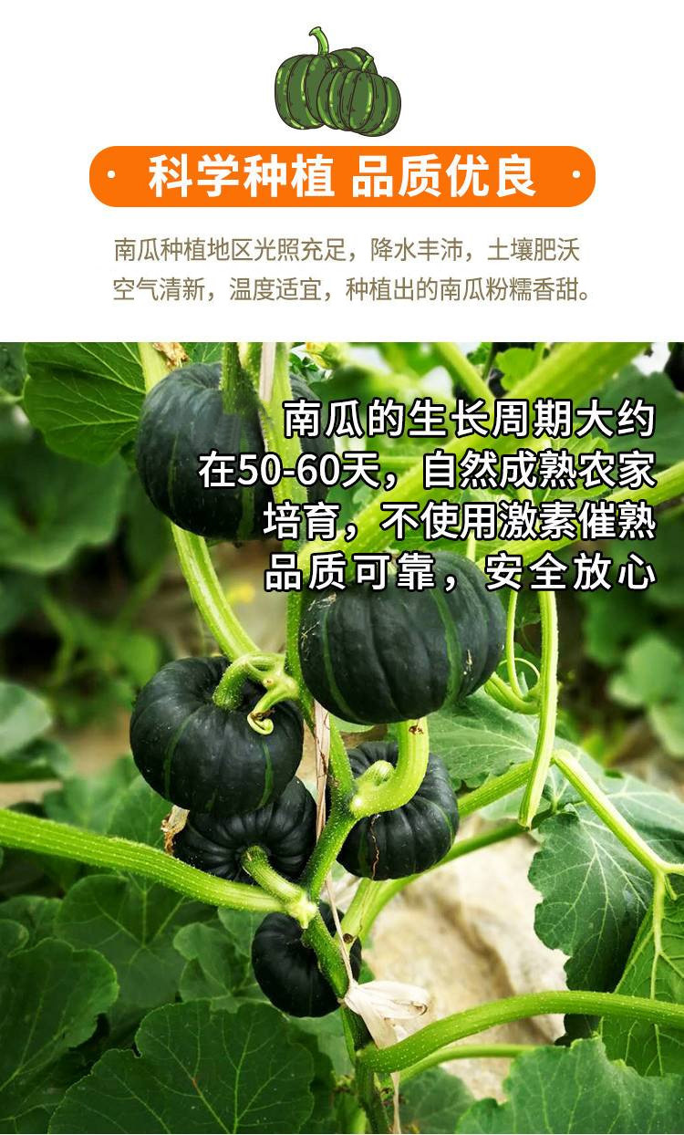 农家自产 板栗南瓜新鲜小南瓜甜粉糯婴儿水果蔬菜