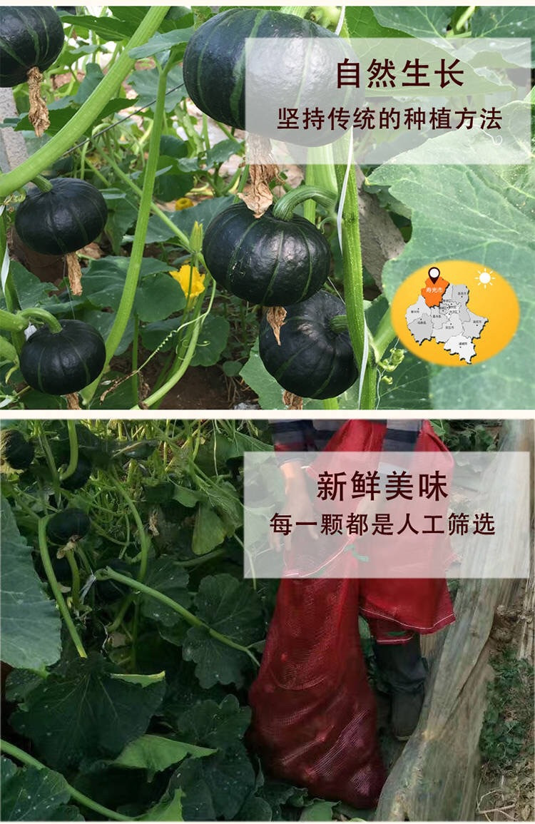 农家自产 贝贝小南瓜婴儿蔬菜新鲜板栗味南瓜