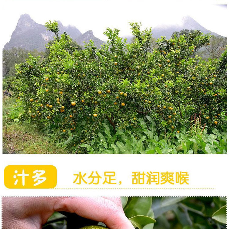 农家自产 广西桂林清香蜜桔当季清香茶橘子新鲜水果青皮柑