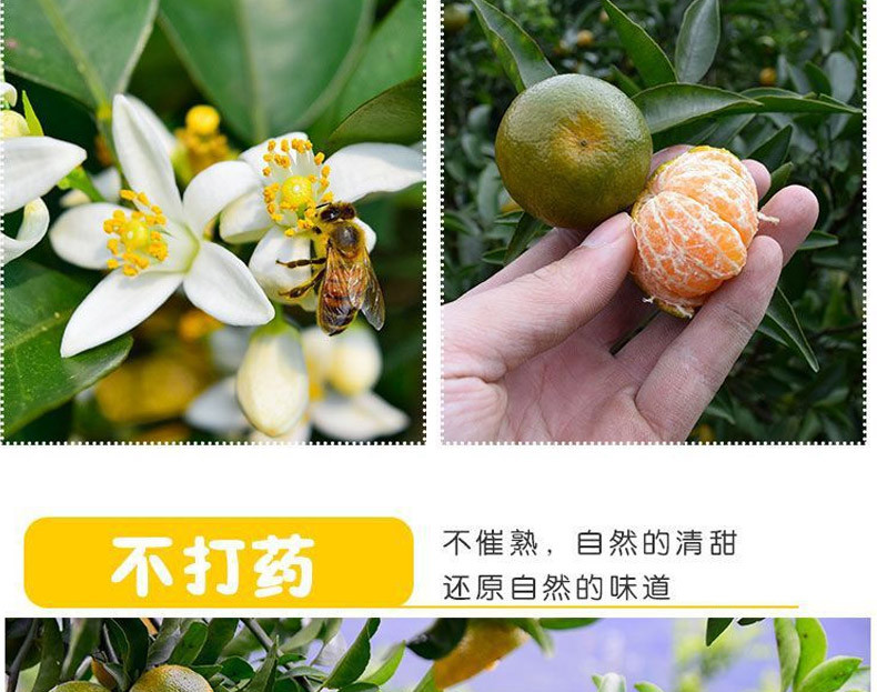 农家自产 广西桂林清香蜜桔当季清香茶橘子新鲜水果青皮柑