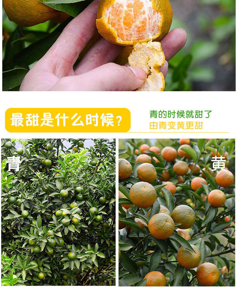 农家自产 广西桂林清香蜜桔当季清香茶橘子新鲜水果青皮柑