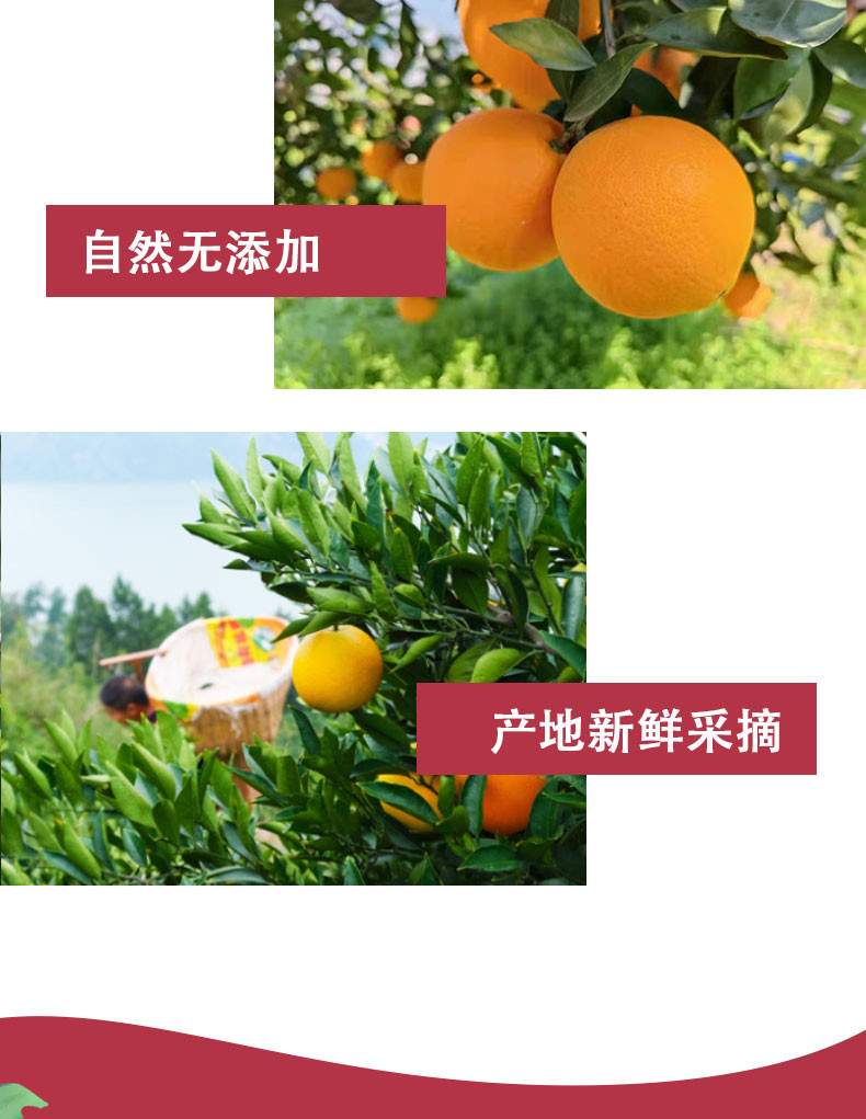 鑫勇泰 秭归脐橙中华红橙12枚礼盒