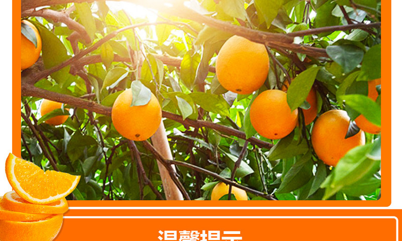 鑫勇泰 秭归脐橙现摘现发应季水果彩箱净重9斤65-75mm
