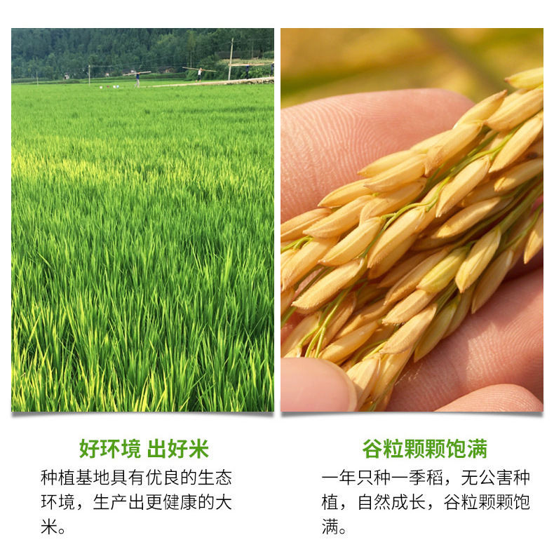 农家自产 陕西汉中特产洋县香米5斤真空包装新米