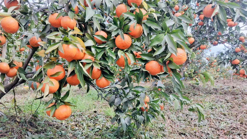 农家自产 【会员享实】四川荣县沃柑2.5kg/箱