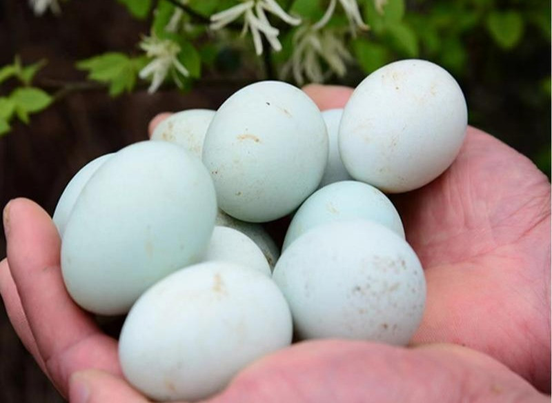 禾鲜达 农家散养土鸡蛋 30枚