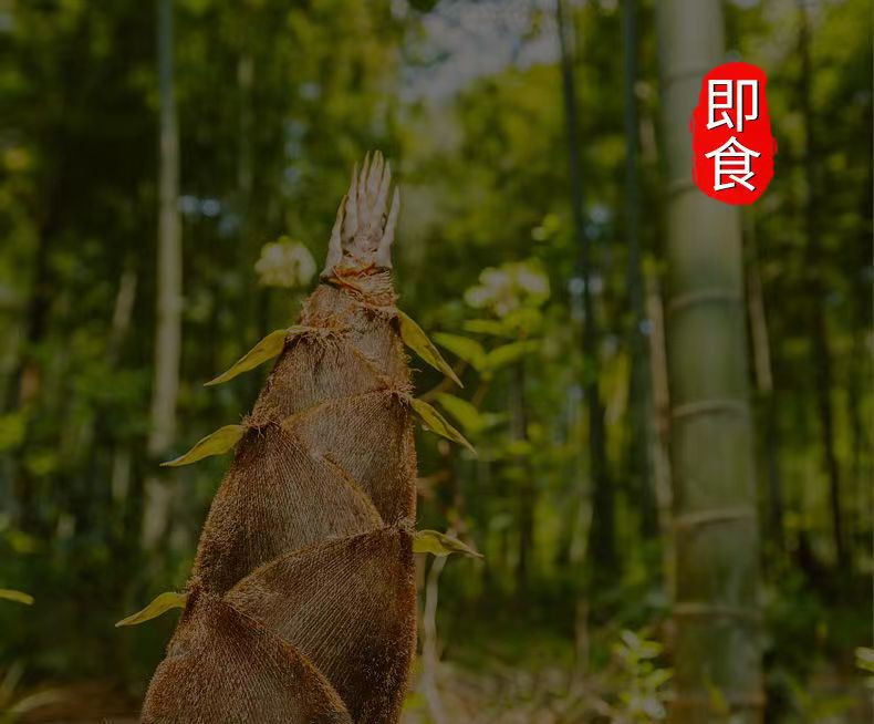 香辣茶油剁椒酱香菇笋雪菜梅菜笋脆笋竹笋油焖笋瓶装速食下饭菜230g*3罐【永丰邮政】