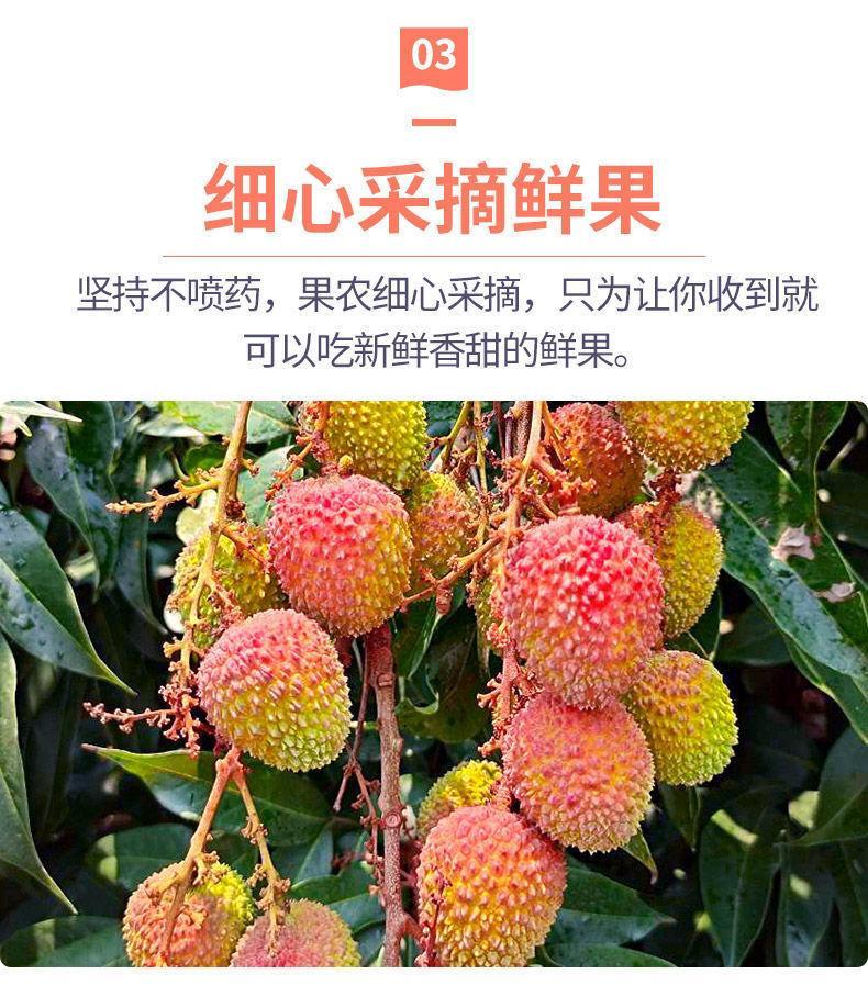 广西灵山荔枝新鲜水果现摘现发白糖罂黑叶桂味冷冻整箱2/6斤