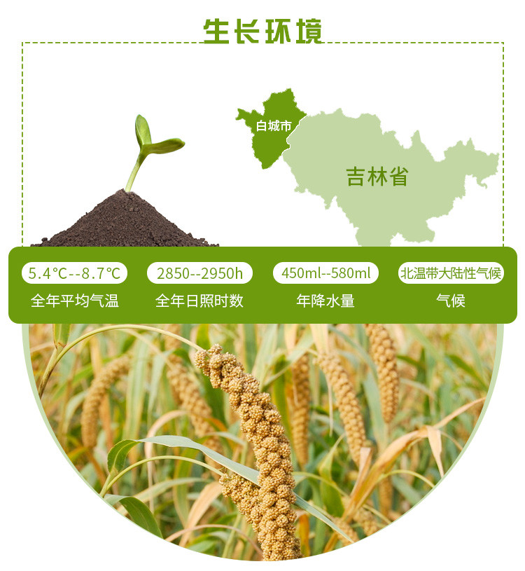 【杂豆】 通榆县满榆东北真空黄小米400g 东北杂粮 非转基因黄小米