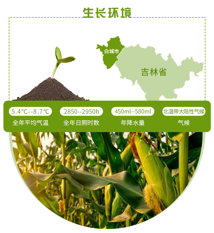 【杂豆】 通榆县满榆东北真空玉米碴400g 东北杂粮 非转基因玉米碴