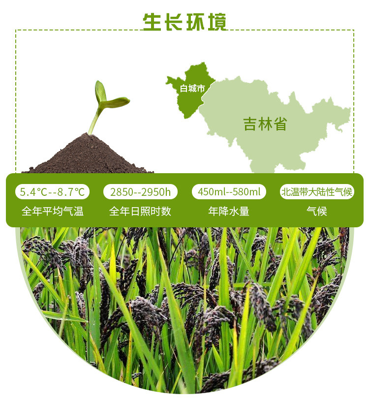 【杂豆】 通榆县满榆东北真空黑米400g 东北杂粮 非转基因黑米