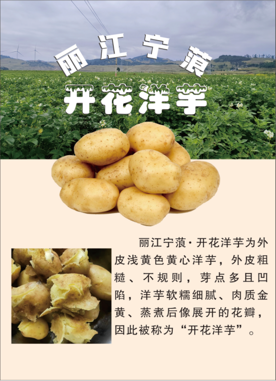 丽江宁蒗开花洋芋现挖现发 24.80元