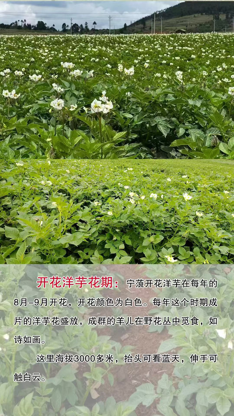 农家自产 丽江宁蒗开花洋芋现挖现发