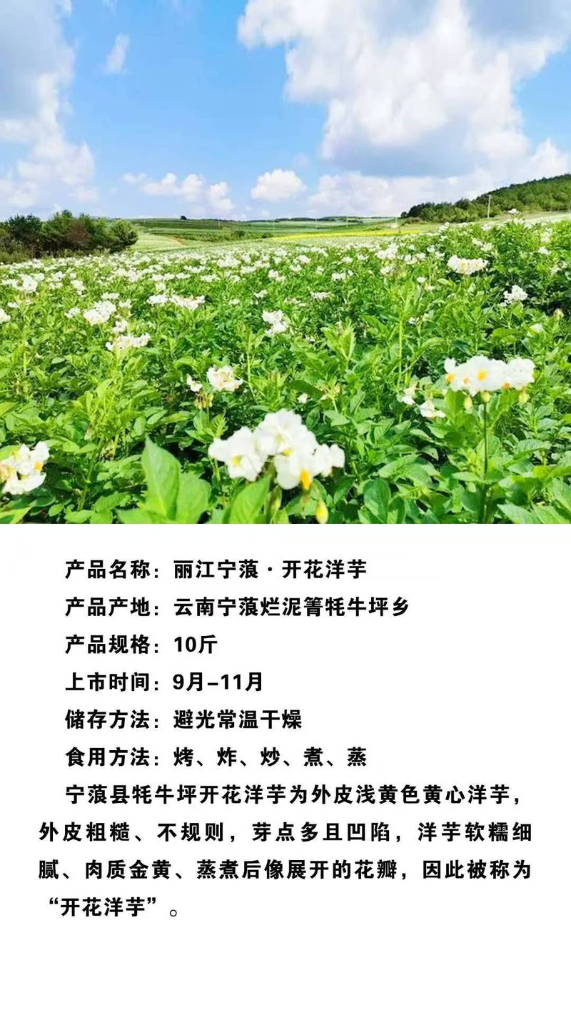 农家自产 丽江宁蒗开花洋芋现挖现发