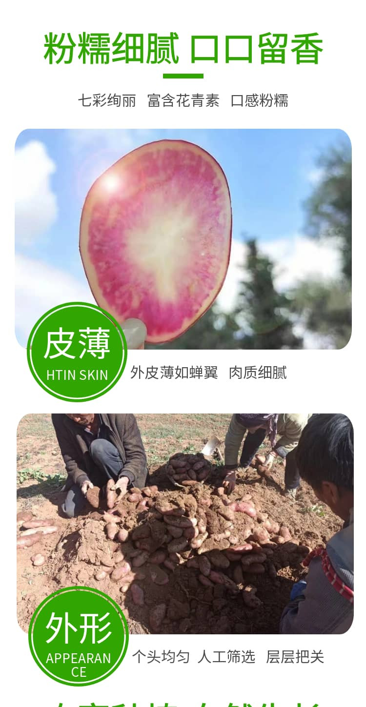 八九十枝花 云南高山生态七彩土豆2斤 花心洋芋新鲜当季现挖源头基地直发