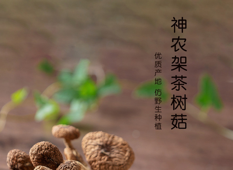 神农传奇印象 神农架深山茶树菇250g