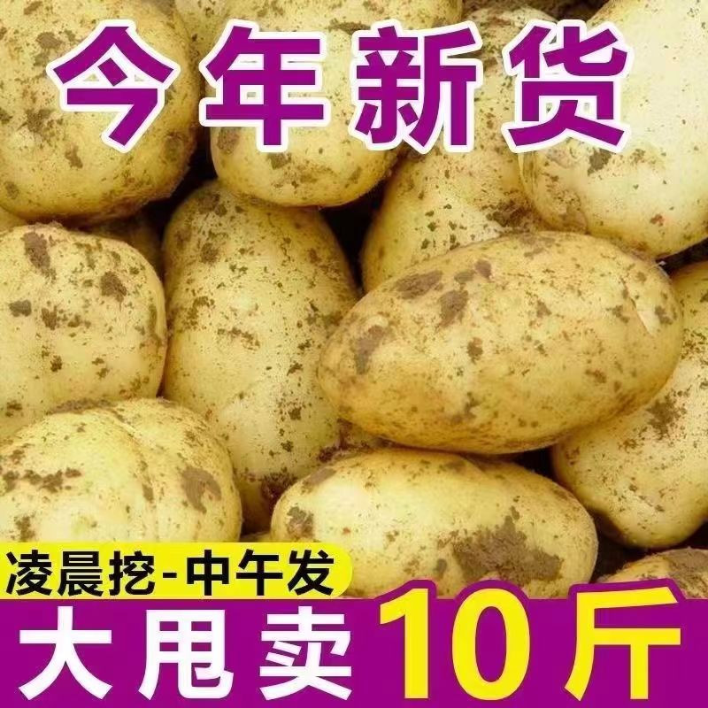 琴江农都 三门人民中路新鲜土豆当季农家现挖土豆